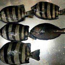 大サバ祭り開催!